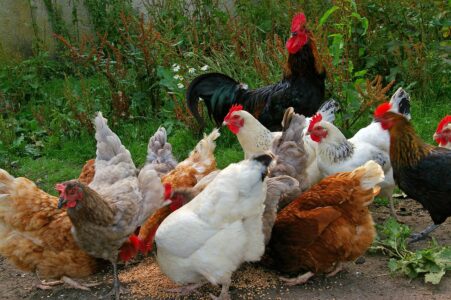 Naučnici misle da su napokon otkrili što je bilo prvo – kokoš ili jaje