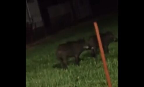VOZAČI, OPREZ! Divlje svinje pored puta u Aleksandrovcu (VIDEO)