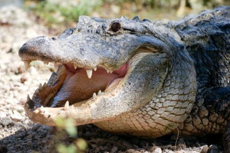 PRVI SLUČAJ SAMOREPRODUKCIJE Ženka krokodila samostalno zatrudnila