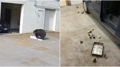 NESVAKIDAŠNJI PRIZOR Medvjed ušao u pekaru, uplašio uposlenike i pojeo 60 kolača (VIDEO)