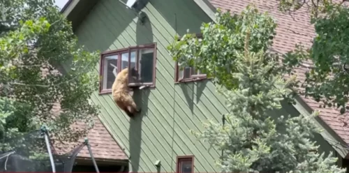 NESVAKIDAŠNJI PRIZOR Medvjed ušao u kuću i pojeo krmenadle (VIDEO)
