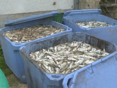DESETINE HILJADA MARAKA ŠTETE U nevremenu u Šipovu uginulo nekoliko tona ribe