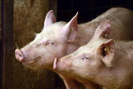 U TOKU POPIS IMANJA Na području ove opštine u Srpskoj potvrđeno prisustvo afričke kuge svinja