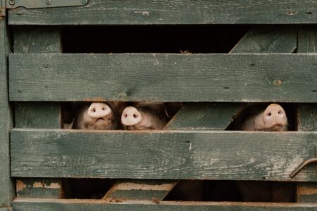 UPUĆEN APEL GRADSKOJ UPRAVI Afrička kuga na farmi sa 980 svinja u Dvorovima: „Sve životinje moraju biti eutanazirane“