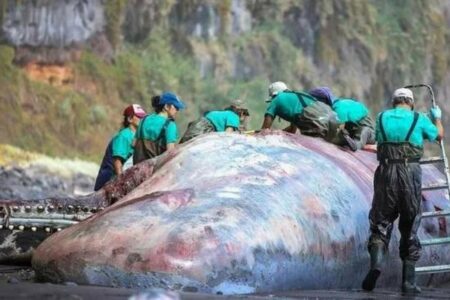 NEVJEROVATAN SLUČAJ U tijelu nasukanog kita pronađen ćilibar vrijedan 500.000 evra (FOTO)