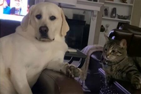Mačka udarila psa šapom, pogledajte njegovu dramatičnu reakciju (VIDEO)