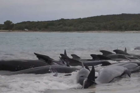 Uginulo više od 50 kitova kada su se nasukali na obali