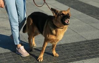 KINOLOŠKI STRUČNJAK OBJAŠNJAVA: Evo šta je moglo da isprovocira belgijskog ovčara da brutalno povrijedi dijete i u čemu najviše griješimo pri kontaktu sa psom