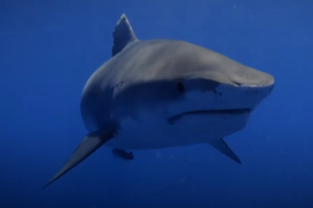 JEZIV PRIZOR Morski psi plivali na samo nekoliko metara od kupača (VIDEO)
