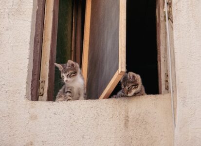 VJERUJE SE DA ČUVAJU GRAD: Kotor je dom za hiljade mačaka