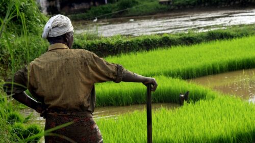 Indija zabranila izvoz riže