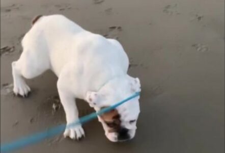 NIJE BAŠ ODUŠEVLJEN Pas prvi put otišao na plažu, njegova urnebesna reakcija je sve (VIDEO)