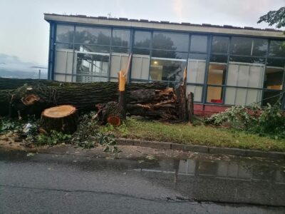 PUNE RUKE POSLA Civilnoj zaštiti u Banjaluci prijavljeno osam oborenih stabala