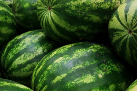 Prinosi lubenice u Semberiji upola manji od prosjeka (VIDEO)
