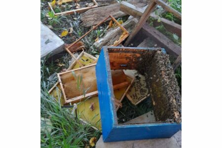Medvjed upao u Dušanov pčelinjak i uništio košnice