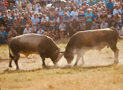 NA MANJAČI JUČE BILI I ŠPANCI Došli na borbu bikova da ih želja mine, kod njih su koride godinama zabranjene (FOTO)