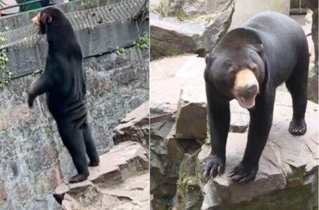 ZOOLOŠKI VRT U KINI Optuženi da su ljude maskirali u medvjede (VIDEO)