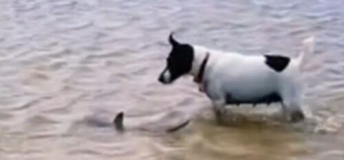 Skoro pa nestvaran prizor: Pas se igrao sa bebom ajkulom u plićaku (VIDEO)