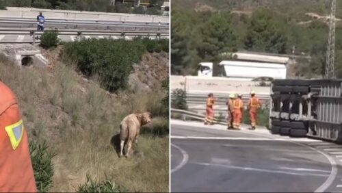 VATROGASCI IMALI PUNE RUKE POSLA Hvatali bikove nakon prevrtanja kamiona (VIDEO)