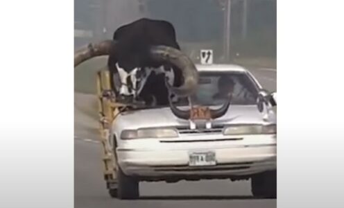 POLICAJCI FRAPIRANI! Vozio bika od 600 kilograma na suvozačevom mjestu (VIDEO)