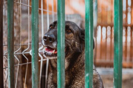 U skloništu u Tešnju psi jeli jedni druge: Agresivnost izazvana nekom supstancom?