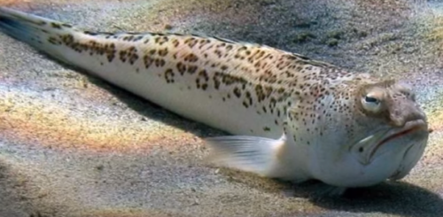 Najotrovnija riba u Jadranskom moru: Susret sa „morskim zmajem“ može biti opasan