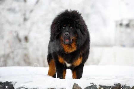 Ovo je najskuplji pas na svijetu, štene košta i do dva miliona dolara