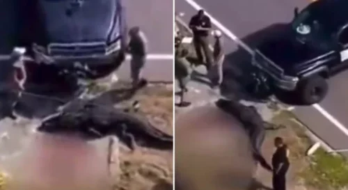Jezivi snimci: Aligator šeta ulicom i nosi tijelo čovjeka (VIDEO)