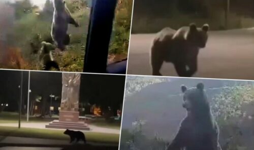 ODOMAĆILI SE, A GRAĐANI U STRAHU Medvjedi šetaju ulicama Kupresa (VIDEO)