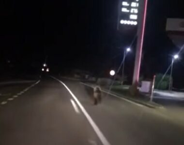 Mještani Sanskog Mosta u strahu: Medvjed protrčao pored benzinske pumpe (VIDEO)