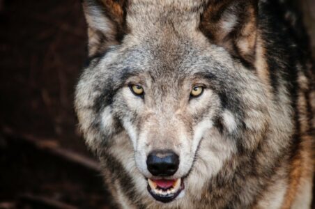 Da li vukovi gube status strogo zaštićene vrste?