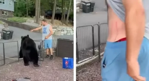 Medvjed ušetao u dvorište, a reakcija domaćina sve šokirala (VIDEO)