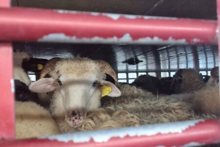Na granici prijavili ovce, a uvozili jagnjad: Uvoznik iz Posušja pokušao prevariti carinike u Gradišci