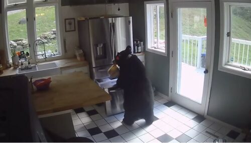 Medvjed ušao u kuću i ukrao jelo iz frižidera (VIDEO)