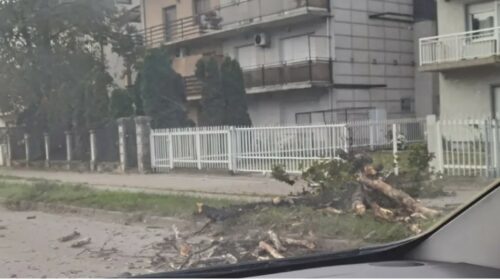 VOZAČI, OPREZ Palo drvo u Boriku, ogranci rasuti po tranzitu