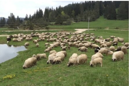ZANIMLJIV SLUČAJ U BiH Žena dala pastiru ovce na čuvanje, a on ne želi da ih vrati: Oglasila se i policija