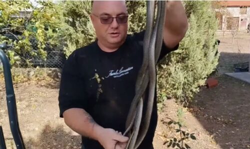 Iz zida izvukao četiri zmije, jedna ga ugrizla (VIDEO)