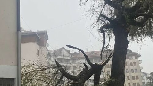 OLUJA PROTUTNJALA BANJALUKOM Olujni vjetar slomio drvo (FOTO)