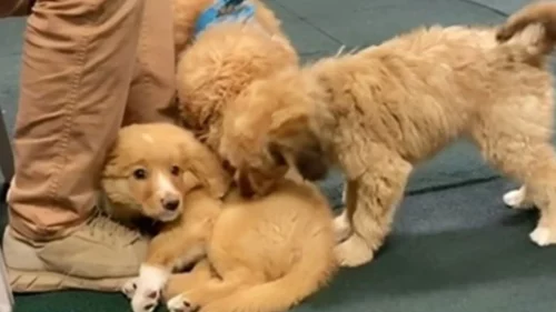 Stidljivo štene koje se ne želi igrati s vršnjacima osvaja srca (VIDEO)