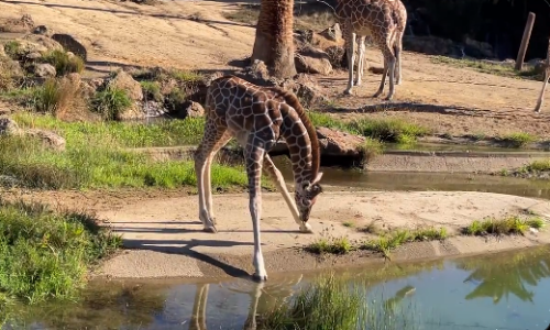 Scena koja će vam „rastopiti“ srce: Mladunče žirafe još uvijek nije naučilo kako da pije vodu (VIDEO)