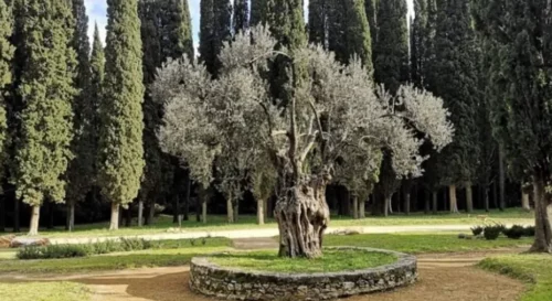 SIMBOL VJEČNOSTI Ovo je najstarije srpsko drvo: Posadio ga car Dušan Silni i posvetio svojoj velikoj ljubavi iz djetinjstva