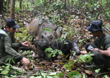 U Indoneziji se rodilo mladunče rijetkog sumatranskog nosoroga (FOTO)