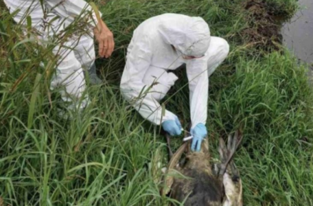 Ptičiji grip stigao u Srbiju: Oko 10.000 ždralova uginulo, a ovo je prvi znak da su ptice zaražene