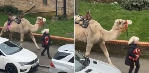 MJEŠTANI ŠOKIRANI Žena prošetala kamilu na povocu u Londonu (VIDEO)
