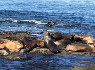 Uginulo gotovo hiljadu foka i morskih lavova od ptičijeg gripa