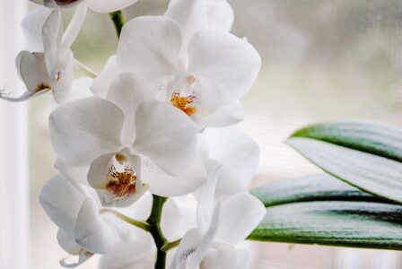 Kako spasiti orhideju od sušenja
