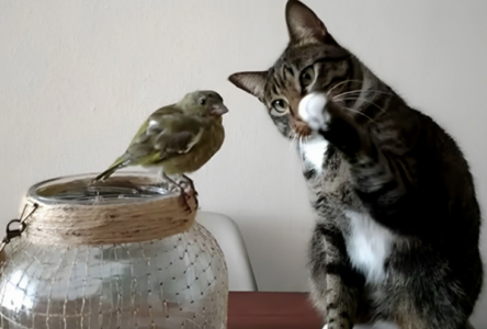 „OTOPILO MI SE SRCE“ Mačka oduševila internet reakcijom na pticu (VIDEO)