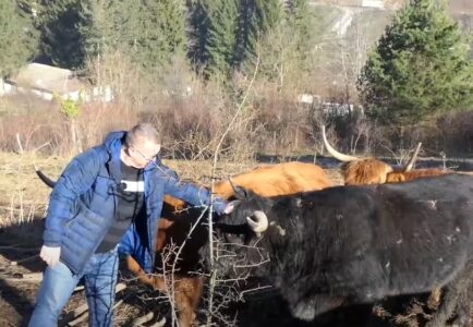 SAMO U BiH Ćatislav iz Jajca ponosni vlasnik farme škotskih goveda: Jednog bika nazvao po čuvenom tajnom agentu (VIDEO)