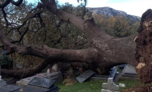 Olujni vjetar oborio hrast: Oštetio nadgrobne spomenike (FOTO)