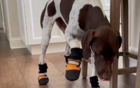 Hit snimak psa u cipelicama: Vlasnica je samo htjela da mu zaštiti šapice (VIDEO)